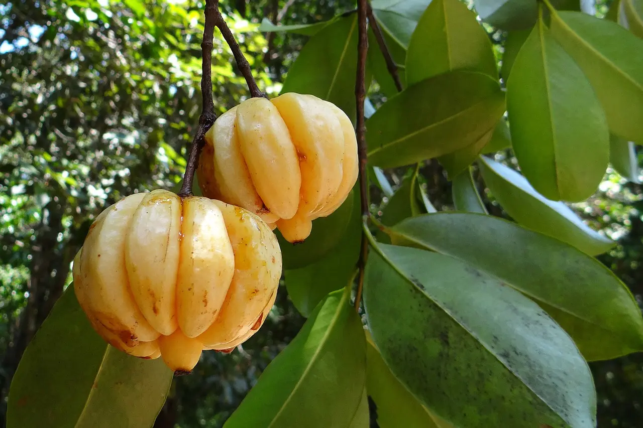 Garcinia Cambogia Pros and Cons Feature