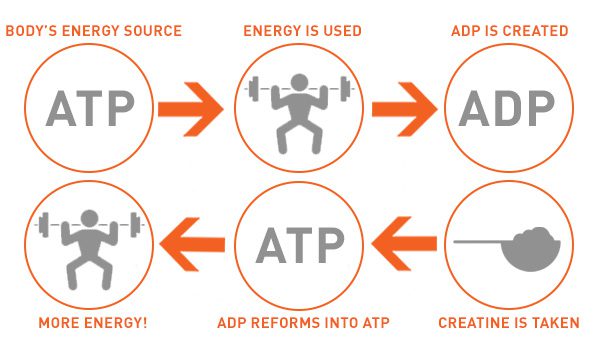 How creatine works