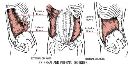 Internal and External Obliques