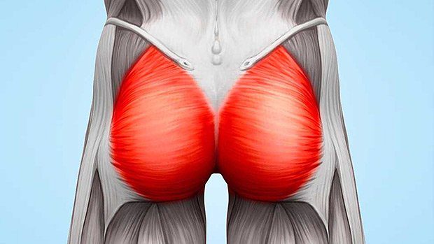 glute muscle