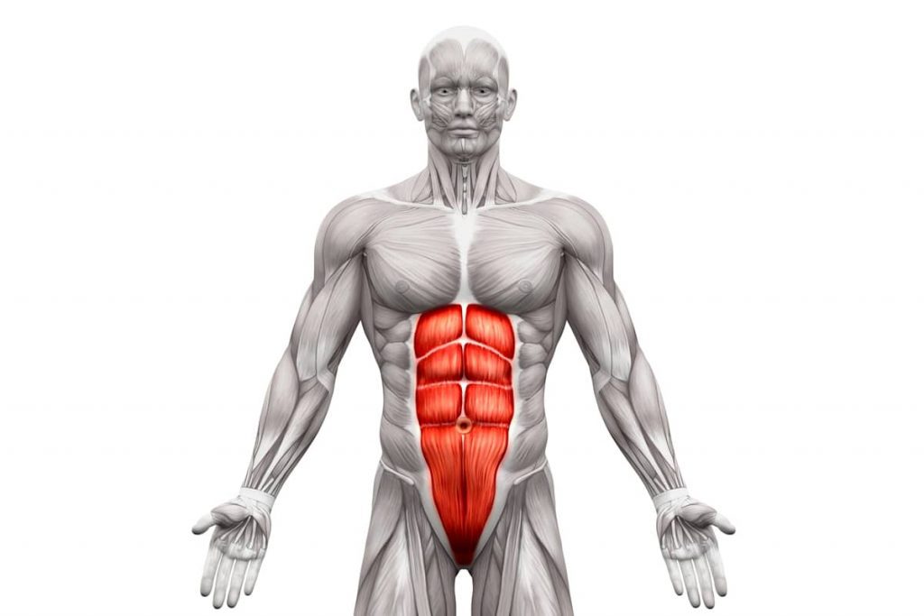 abdominal muscle