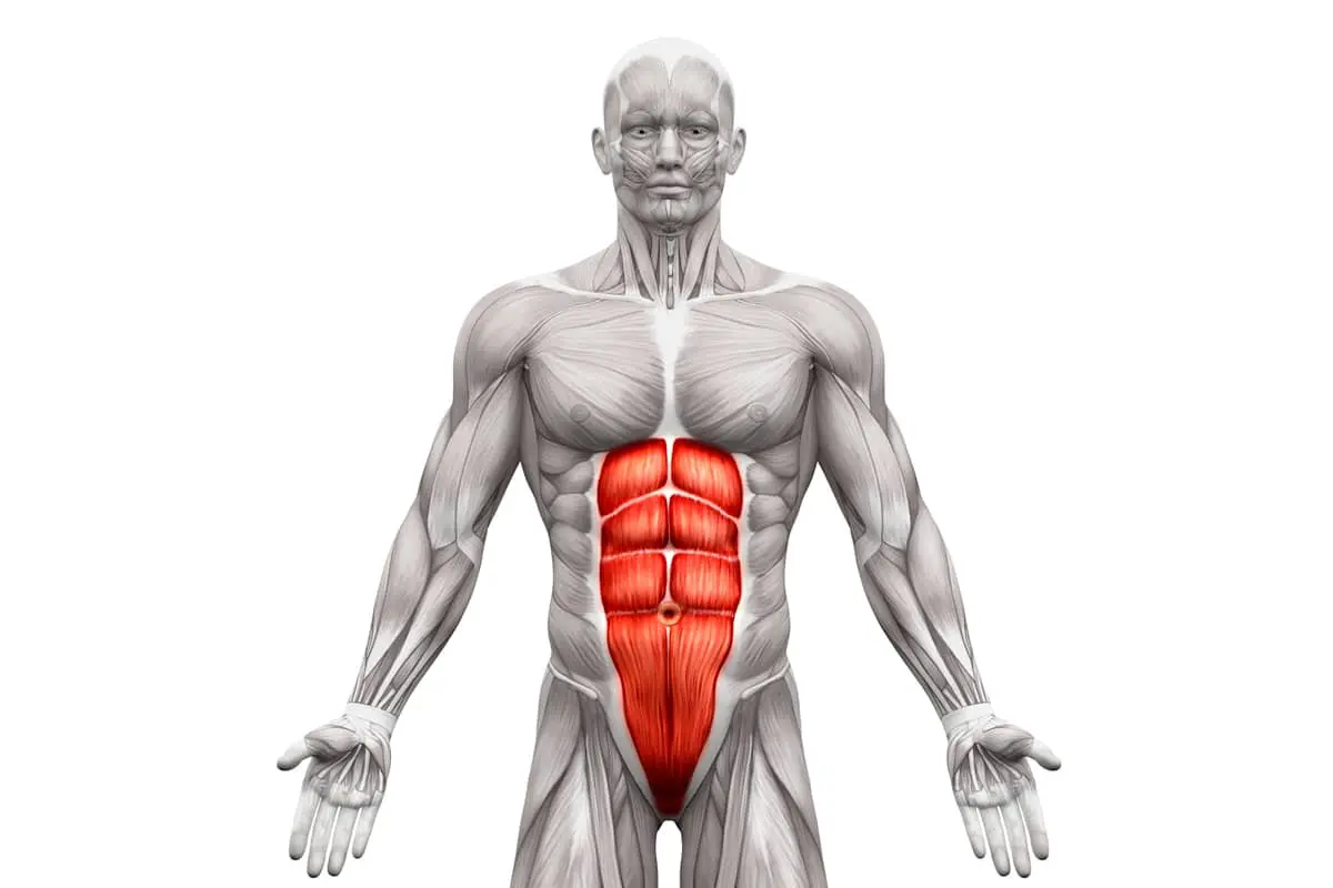 Ab Anatomy