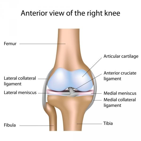 anatomical drawing of anterior view of knee