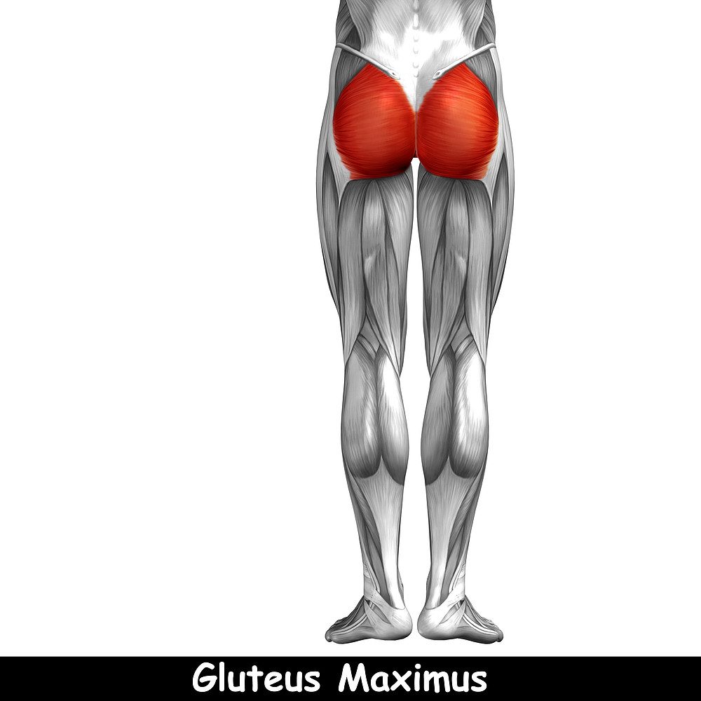 Gluteus Maximus