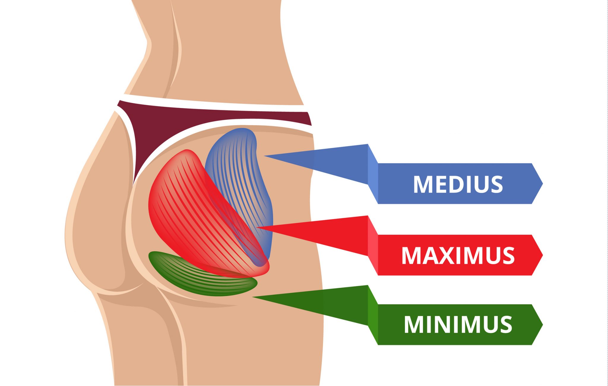 Gluteus muscles