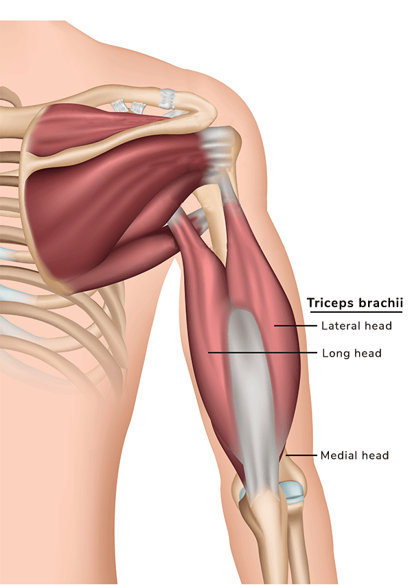 Muscles worked with dumbbell kickback Dumbbell kickback muscles worked
