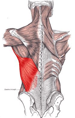 Lat Anatomy