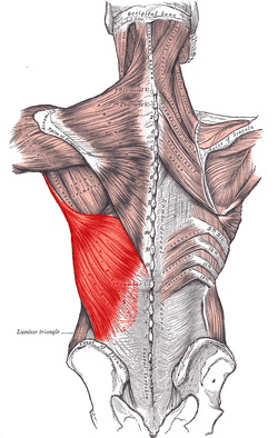 Lat Anatomy