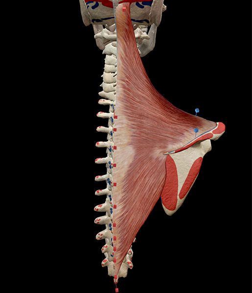 Trapezius Anatomy