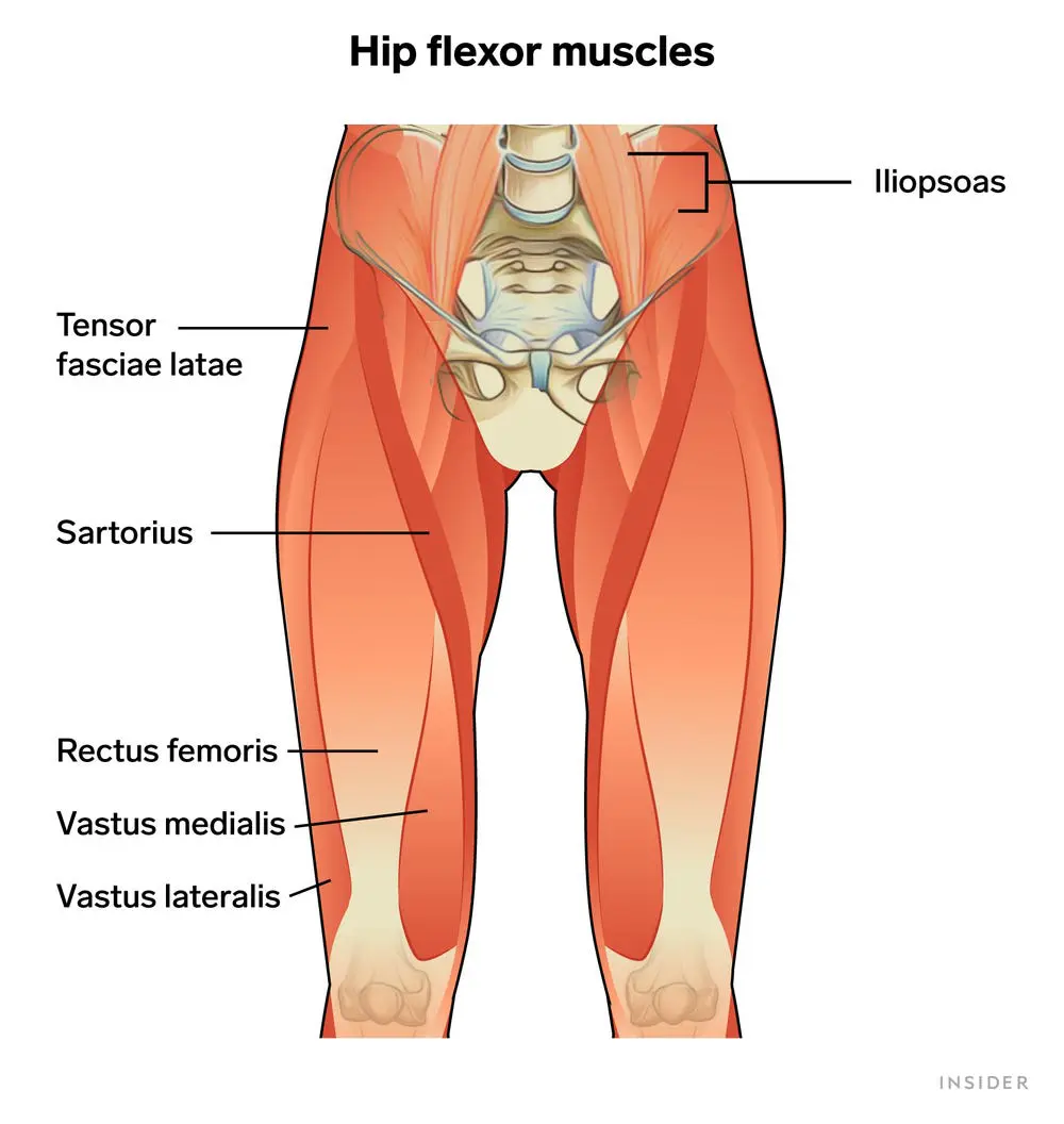 Hip Flexor Muscles