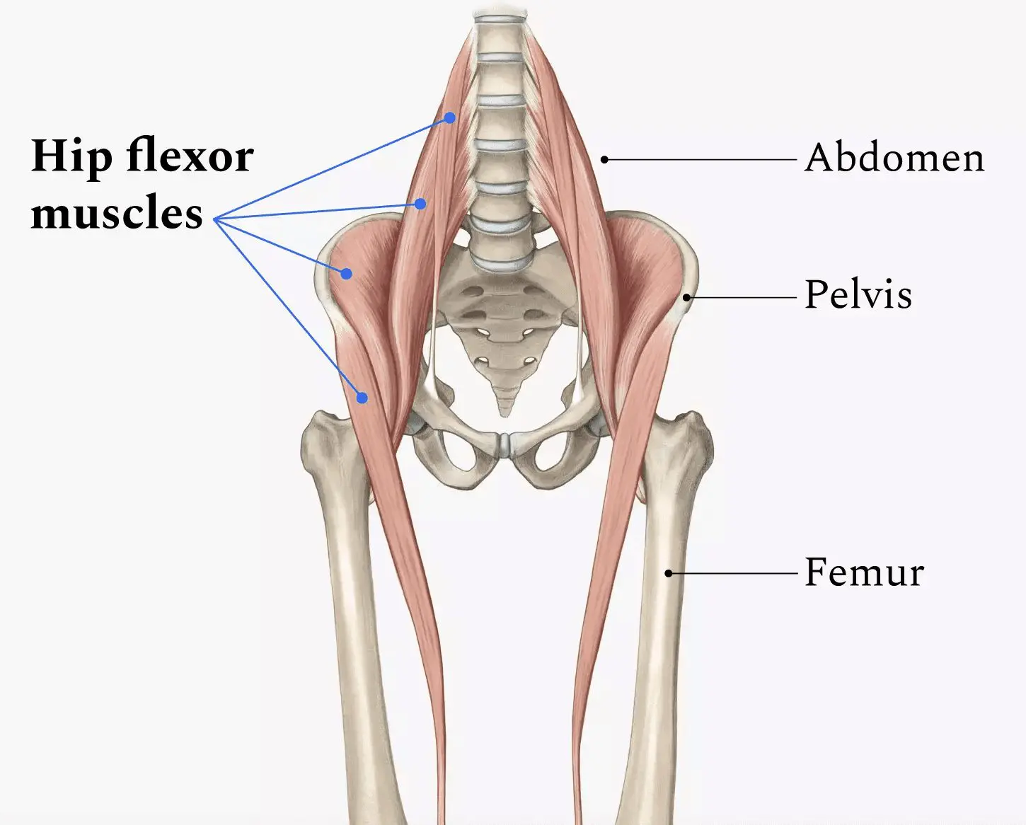 Hip Flexors Chart