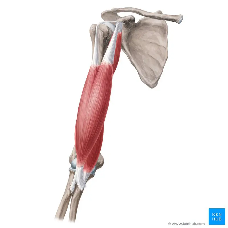 Anatomy of the Biceps