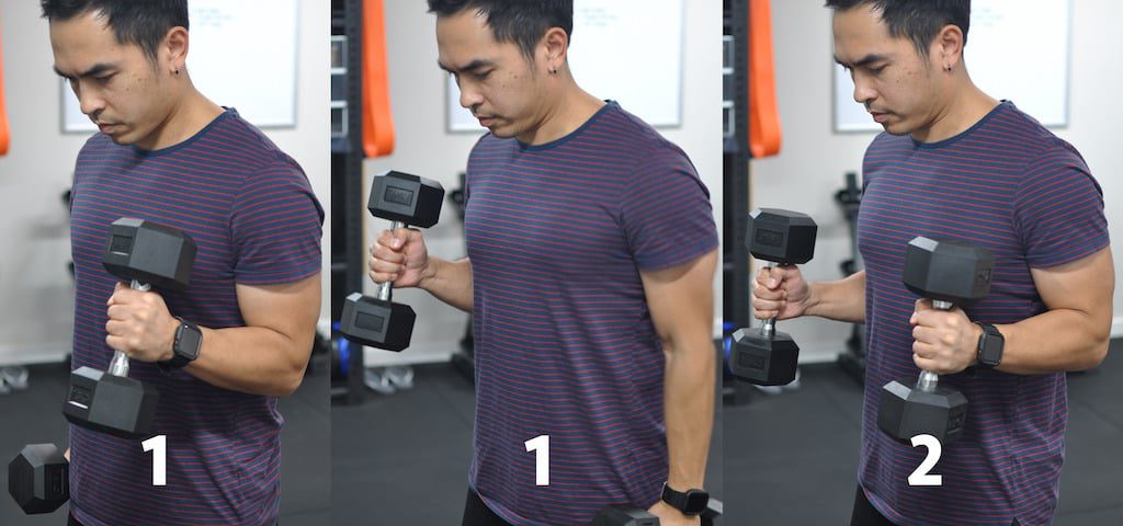 Phases of the 1 1 2 hammer curl