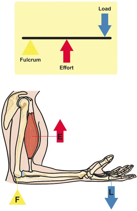 Arm depicted as a lever system