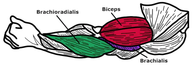 Biceps, brachioradialis, and brachialis muscles