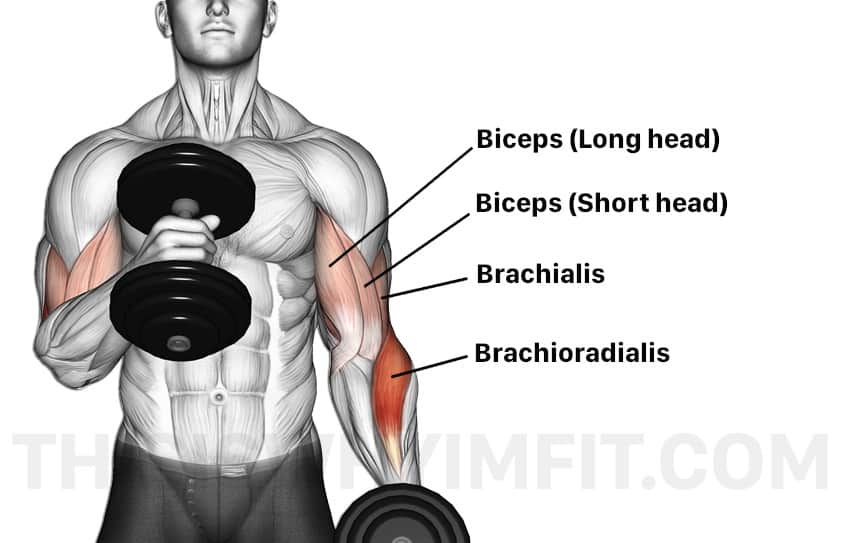 Bicep Hammer Curls Muscles Worked At Tonya Barnes Blog
