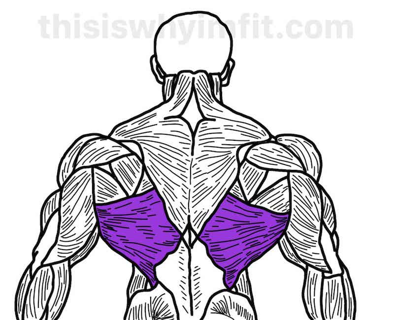 Latissimus dorsi muscles