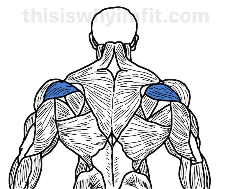 Posterior deltoid muscles
