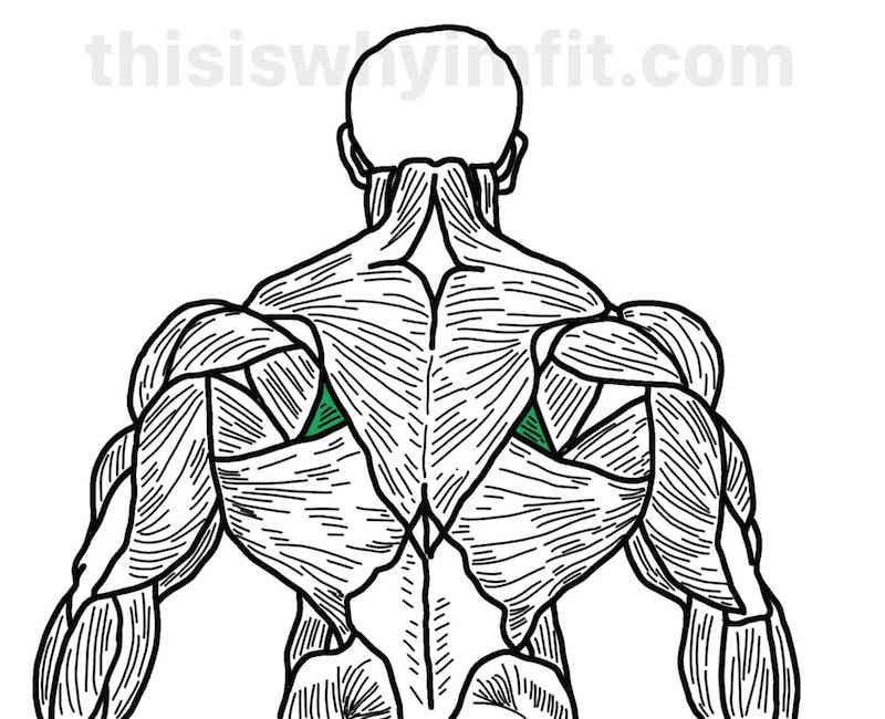 Rhomboid muscles