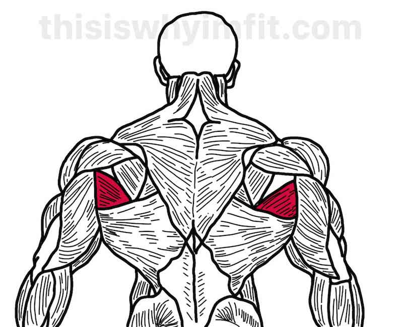 Teres major muscles