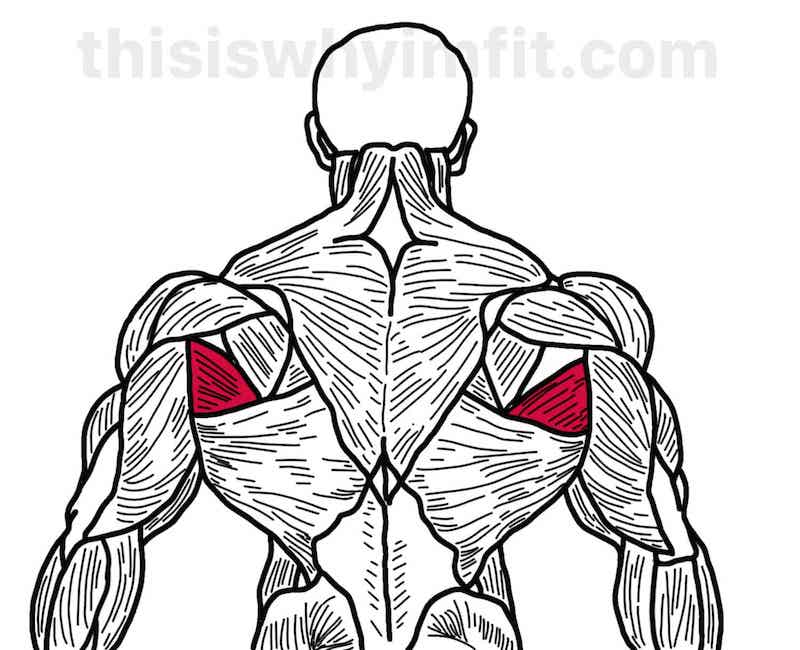 Teres major muscle