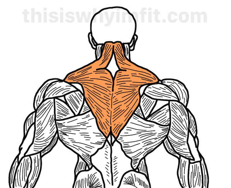Trapezius muscles