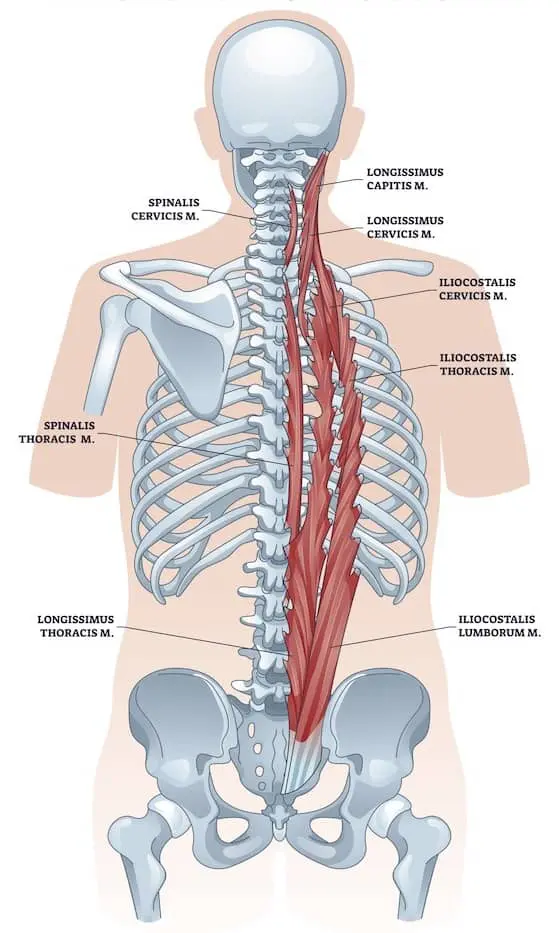 Erector spinae muscles