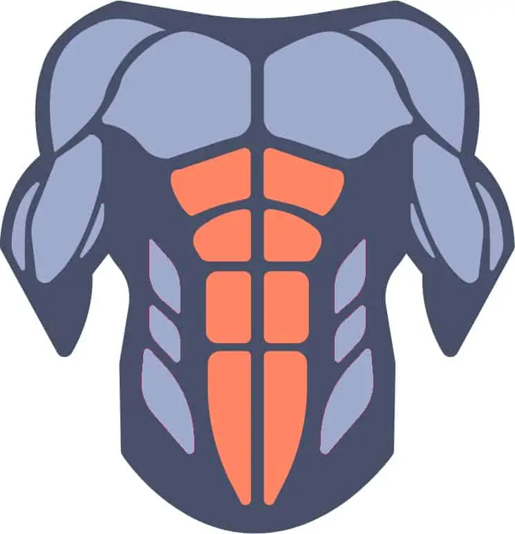 Diagram of upper body highlighting abs