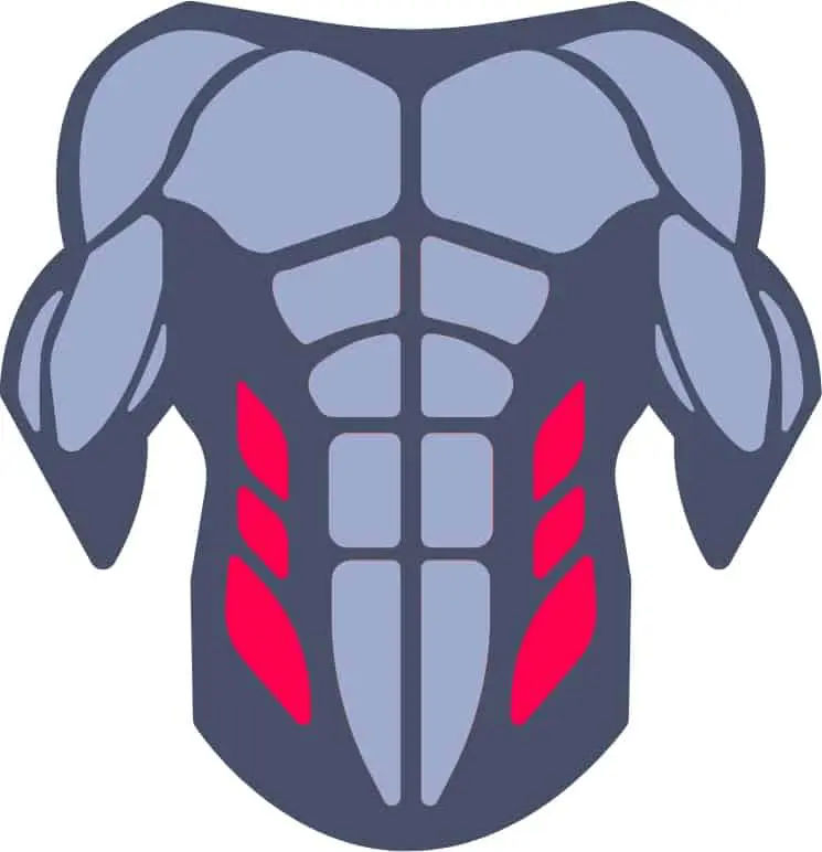 Diagram of upper body highlighting obliques